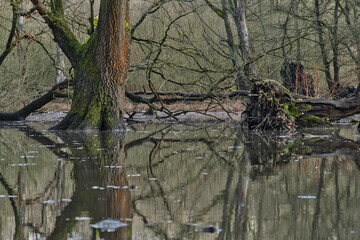 Baum im Wasser 2