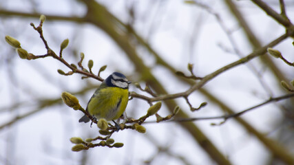 Naklejka premium Blue tit in a tree