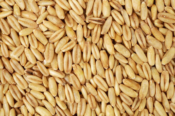 Oat grains background 