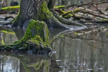 Baumstamm im Wasser 2