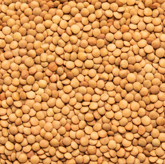 Raw brown lentil background pattern 