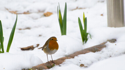 Robin in snow