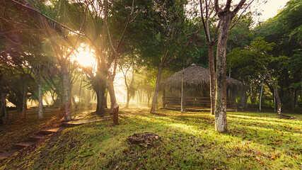 morning in the forest