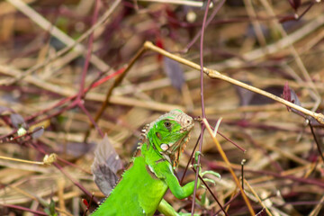 iguana on the grass in Venezuela