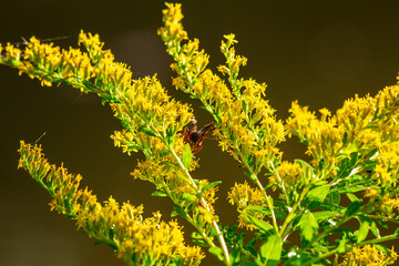 wasp on wildflowers