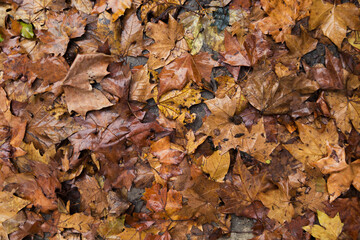 Autumn leaves on the ground Background