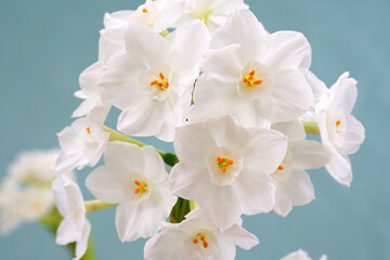 White paperwhite narcissus bulb flowers forced in winter