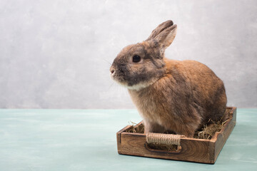 Easter Rabbit sitting in a basket with hay and colored eggs, empty copy spcae for text