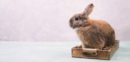 Easter Rabbit sitting in a basket with hay and colored eggs, empty copy spcae for text