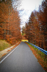 road in autumn forest
