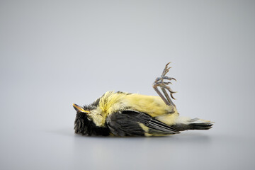 Dead great tit, isolated and lying on its back in the studio