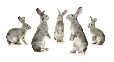 grey rabbit on a white background