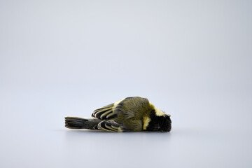 Dead great tit, isolated and lying on its side in the studio