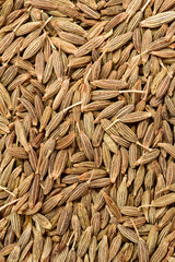 paddy grains background