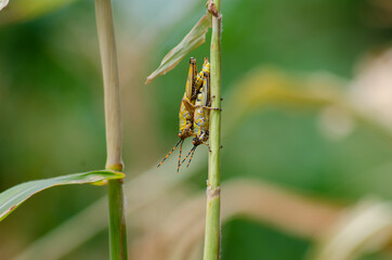 Mozambican Grasshopper