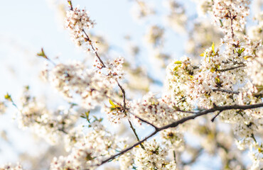 Weiße Kirschblüte im Frühling - 415259620