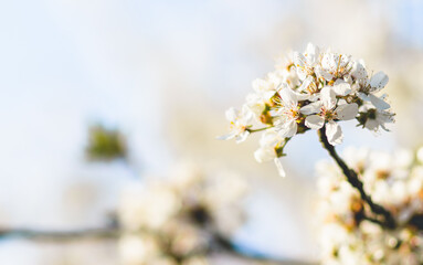Weiße Kirschblüte im Frühling - 415259651