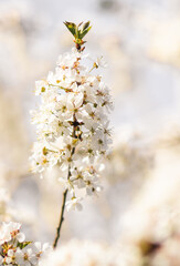 Weiße Kirschblüte im Frühling - 415259690