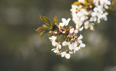 Weiße Kirschblüte im Frühling - 415260018