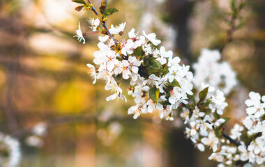 Weiße Kirschblüte im Frühling - 415260063