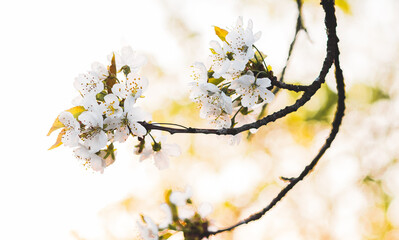 Weiße Kirschblüte im Frühling - 415260097