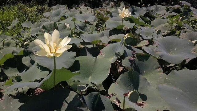 Large Waterlily Patch