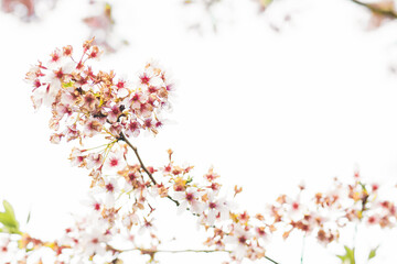 Weiße Kirschblüte im Frühling - 415260225