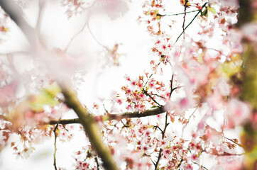 Weiße Kirschblüte im Frühling - 415260259