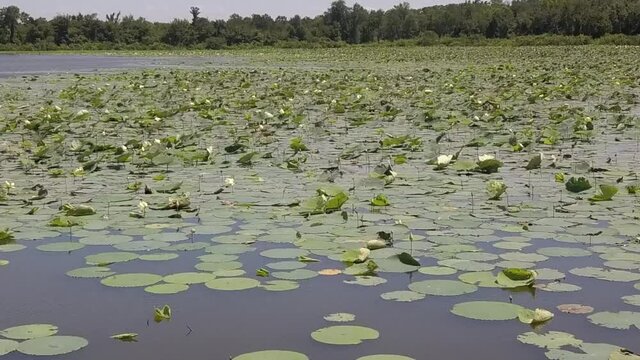 Large Waterlily Patch
