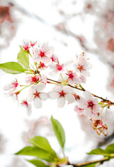 Weiße Kirschblüte im Frühling - 415260446