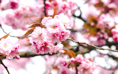 Pinke Kirschblüte im Frühling