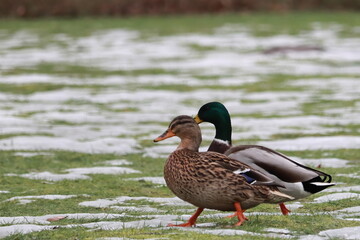 Ente im Park