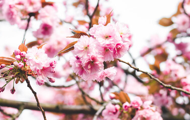 Pinke Kirschblüte im Frühling