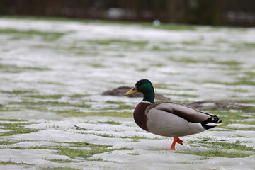 Fototapeta premium Ente im Park