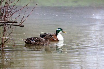 Ente im Park