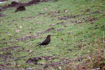 die Amsel im park