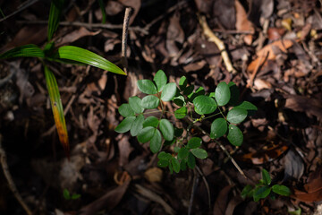 Leaves of a small tropical plant close to the forest's ground