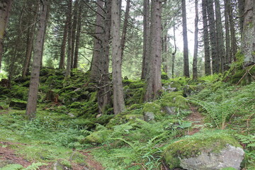 Obraz premium Wald Bäume und Moos