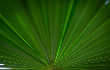 Green background of a palm tree leaves with a center in the bottom and spreading up to the corners of the picture