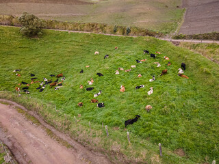 Aerial View of a beautiful herd of cows on the green hills in Costa Rica