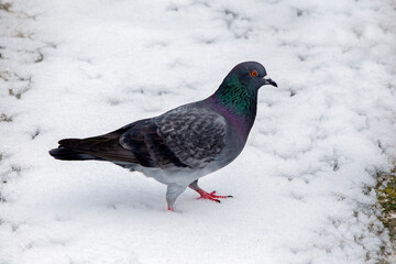 Colorful pigeon (Columba livia)  looking for food into the snow in Athens, Greece. 