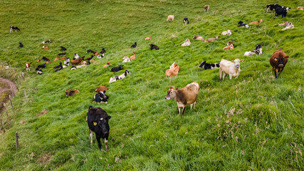 Aerial View of a beautiful herd of cows on the green hills in Costa Rica