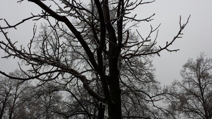 Deep forest in Europe with river and lake