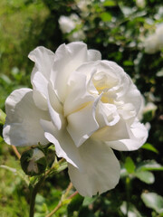 blooming white rose in a garden