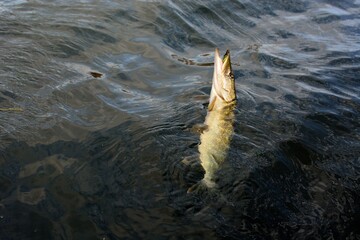 Summer fishing, pike fishing, spinning on the lake 