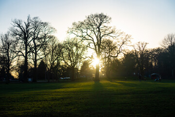 Obraz premium Sun beginning to set behind trees in Prospect Park, Reading, UK on a winter's day in February 2021.
