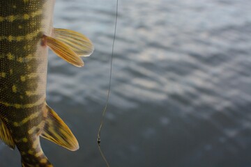 Summer fishing, pike fishing, spinning on the lake 