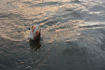 Summer fishing, pike fishing, spinning on the lake 