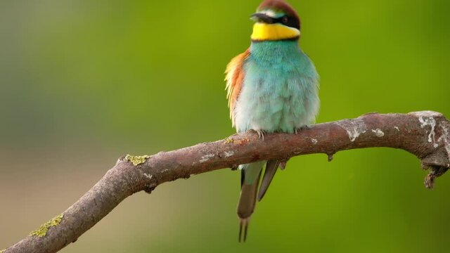 European Bee-Eater - Merops Apiaster on a branch , exotic colorful migratory bird