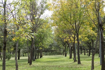 Naklejka premium autumn in the park